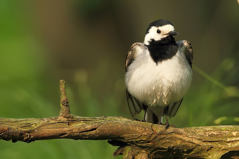 Konipas b&iacute;l&yacute; (Motacilla alba)
