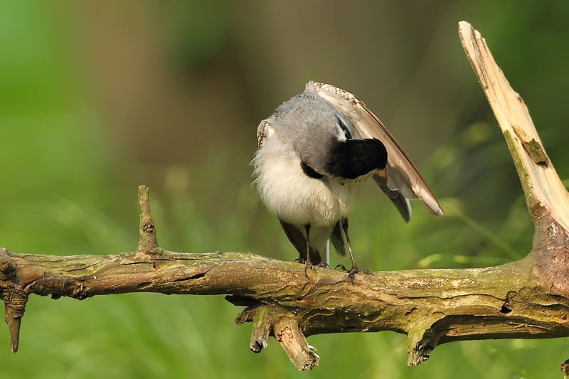 Konipas b&iacute;l&yacute; (Motacilla alba)