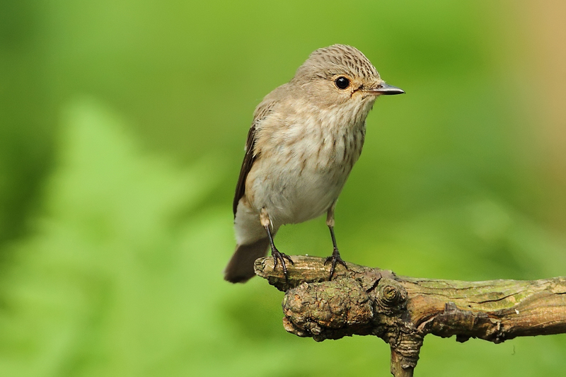 Lejsek &scaron;ed&yacute; (Muscicapa striata)