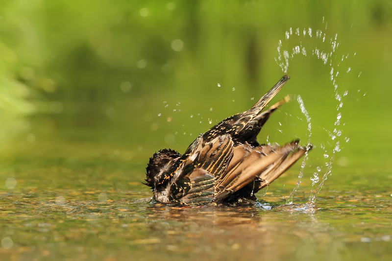 &Scaron;paček obecn&yacute; (Sturnus vulgaris)