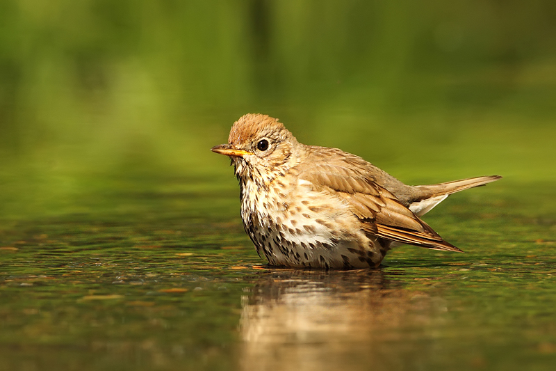 Drozd zpěvn&yacute; (Turdus philomelos)