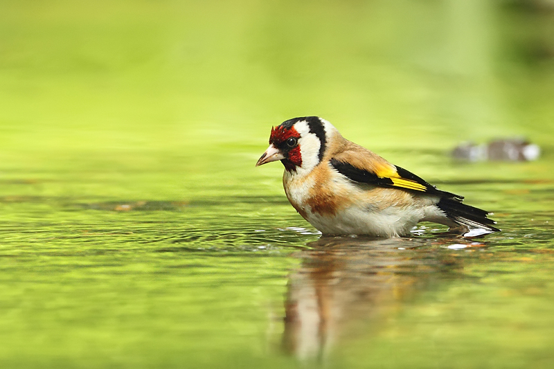 Stehl&iacute;k obecn&yacute; (Carduelis carduelis)