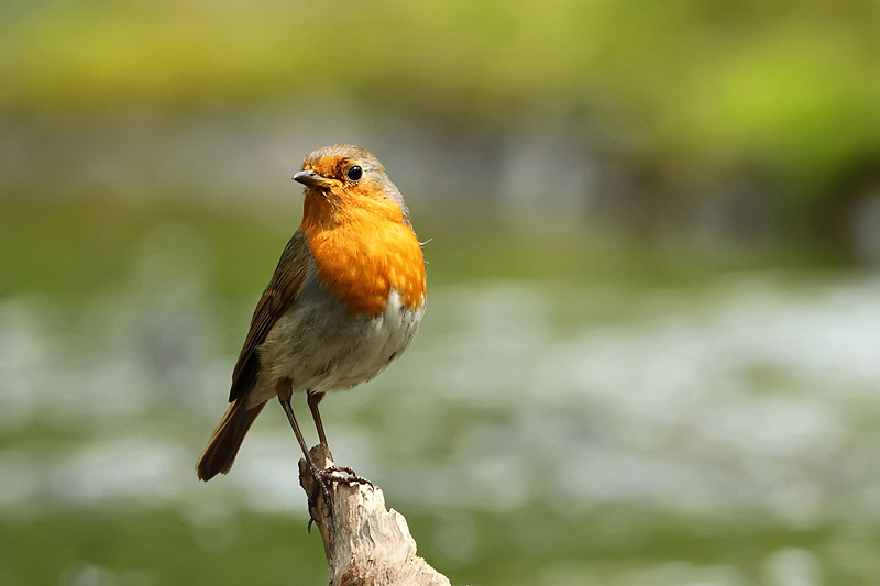 Červenka obecn&aacute; (Erithacus rubecula)