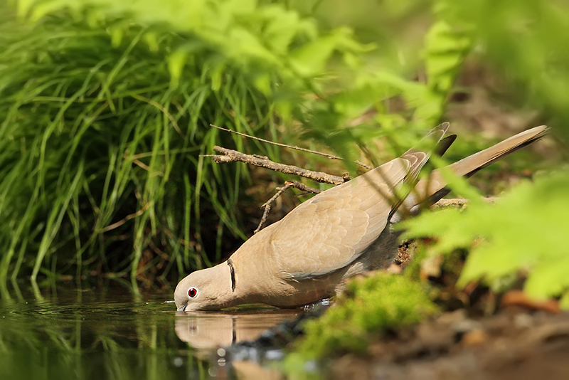 Hrdlička zahradn&iacute; (Streptopelia decaocto)