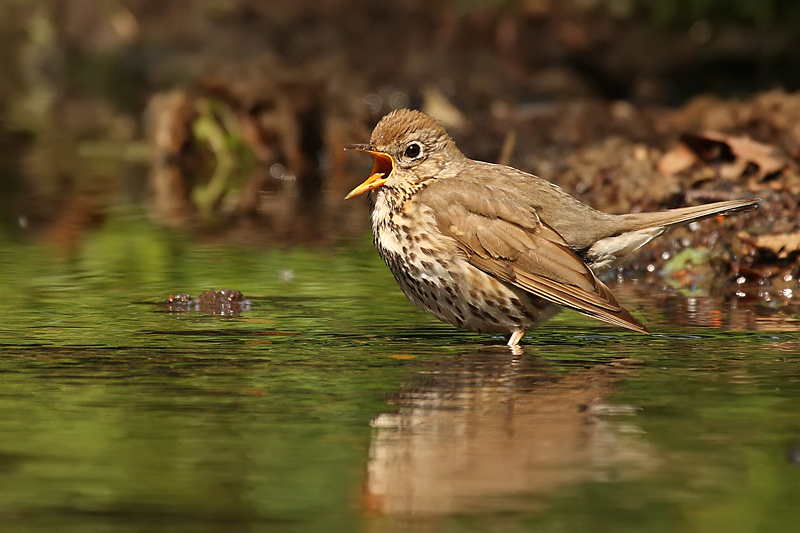Drozd zpěvn&yacute; (Turdus philomelos)