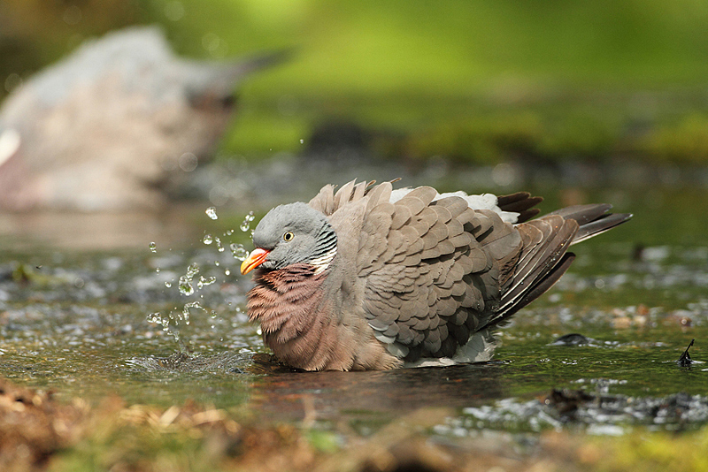 Holub hřivn&aacute;č (Columba palumbus)