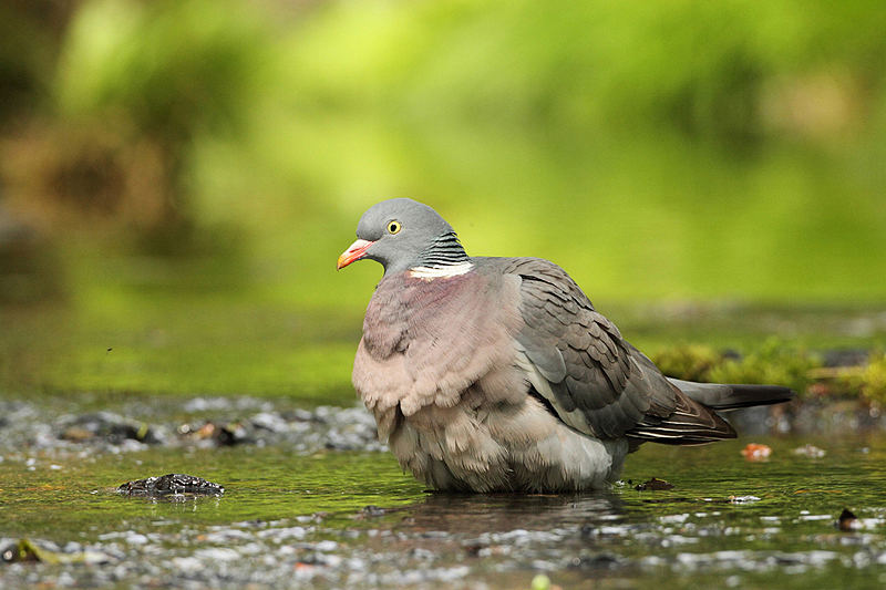 Holub hřivn&aacute;č (Columba palumbus)