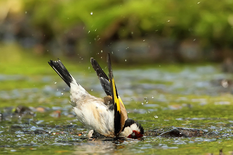 Stehl&iacute;k obecn&yacute; (Carduelis carduelis)