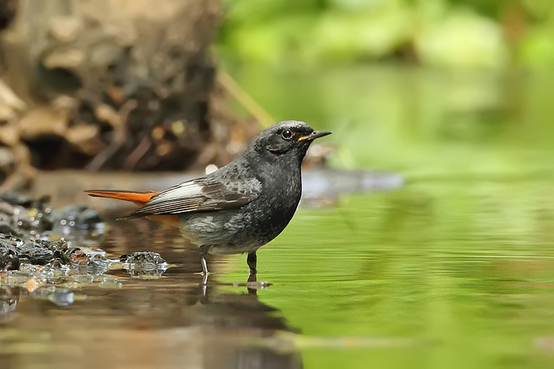 Rehek dom&aacute;c&iacute; (Phoenicurus ochruros)