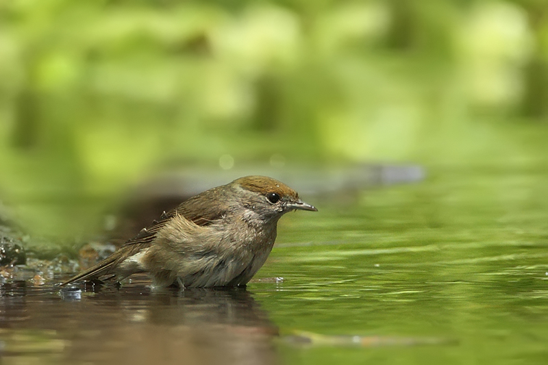 Pěnice černohlav&aacute;(Sylvia atricapilla) samice