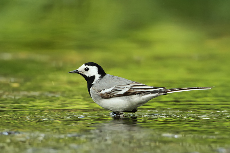 Konipas b&iacute;l&yacute; (Motacilla alba)