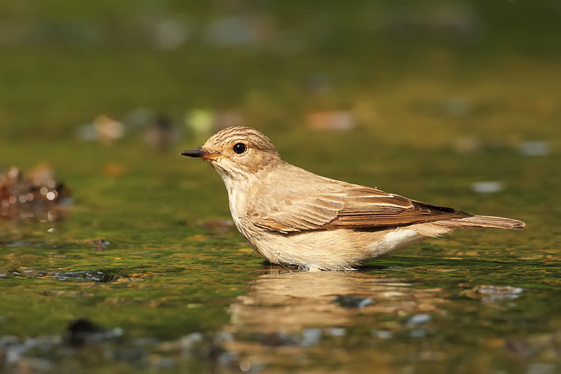 Lejsek &scaron;ed&yacute; (Muscicapa striata)