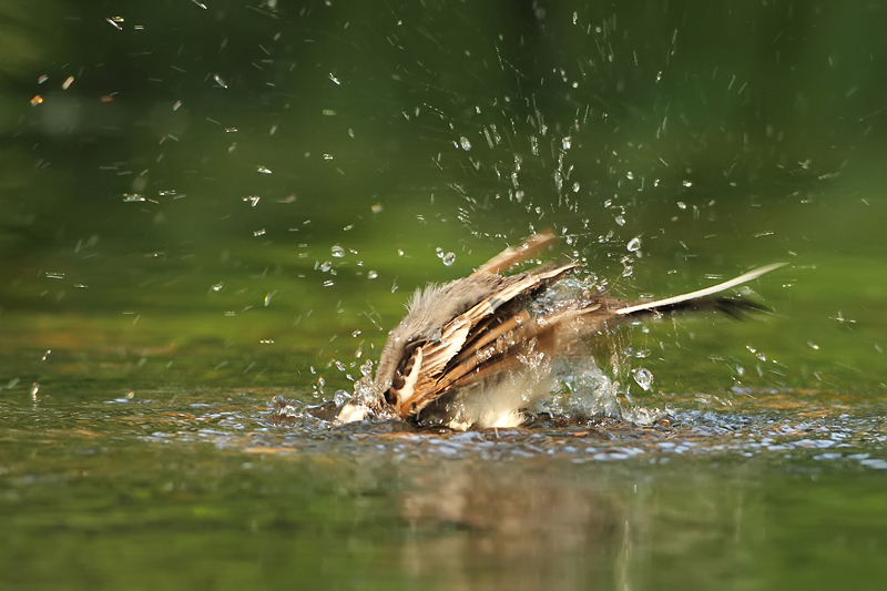 Lejsek &scaron;ed&yacute; (Muscicapa striata)