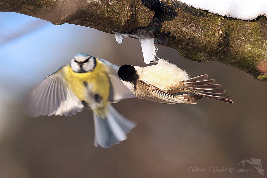 focen&iacute;  drobn&yacute;ch pt&aacute;ků v lese S&yacute;kora babka (Parus palustris) 