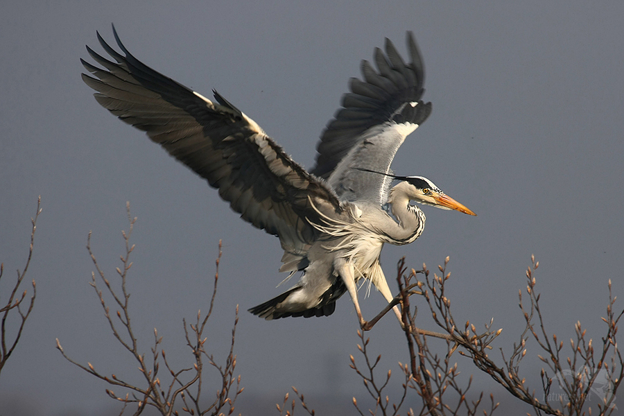 Volavka popelav&aacute; (Ardea cinerea)