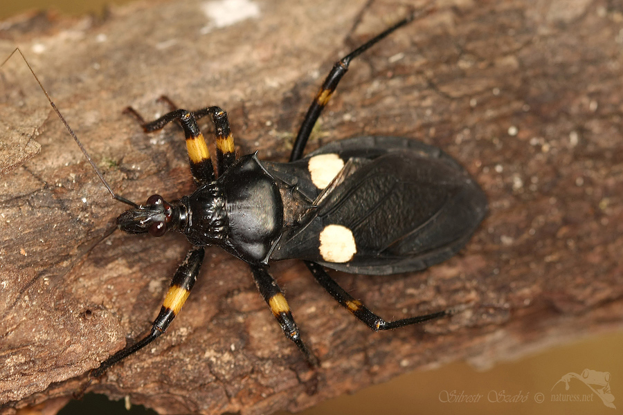 Z&aacute;keřnice (Platymeris biguttata)